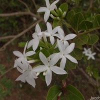 Carissa spinarum L.
